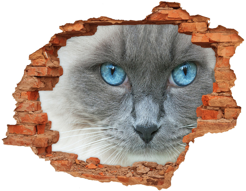 Dziura 3d fototapeta na ścianę Kot niebieskie oczy