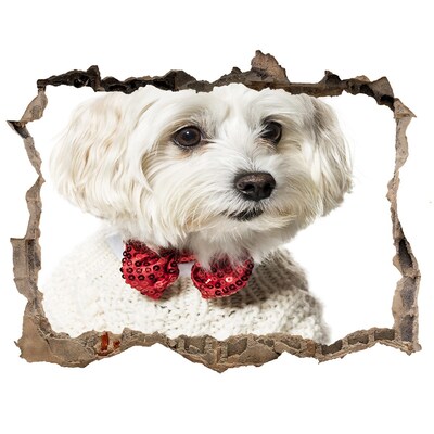Dziura 3d fototapeta Maltańczyk w muszce
