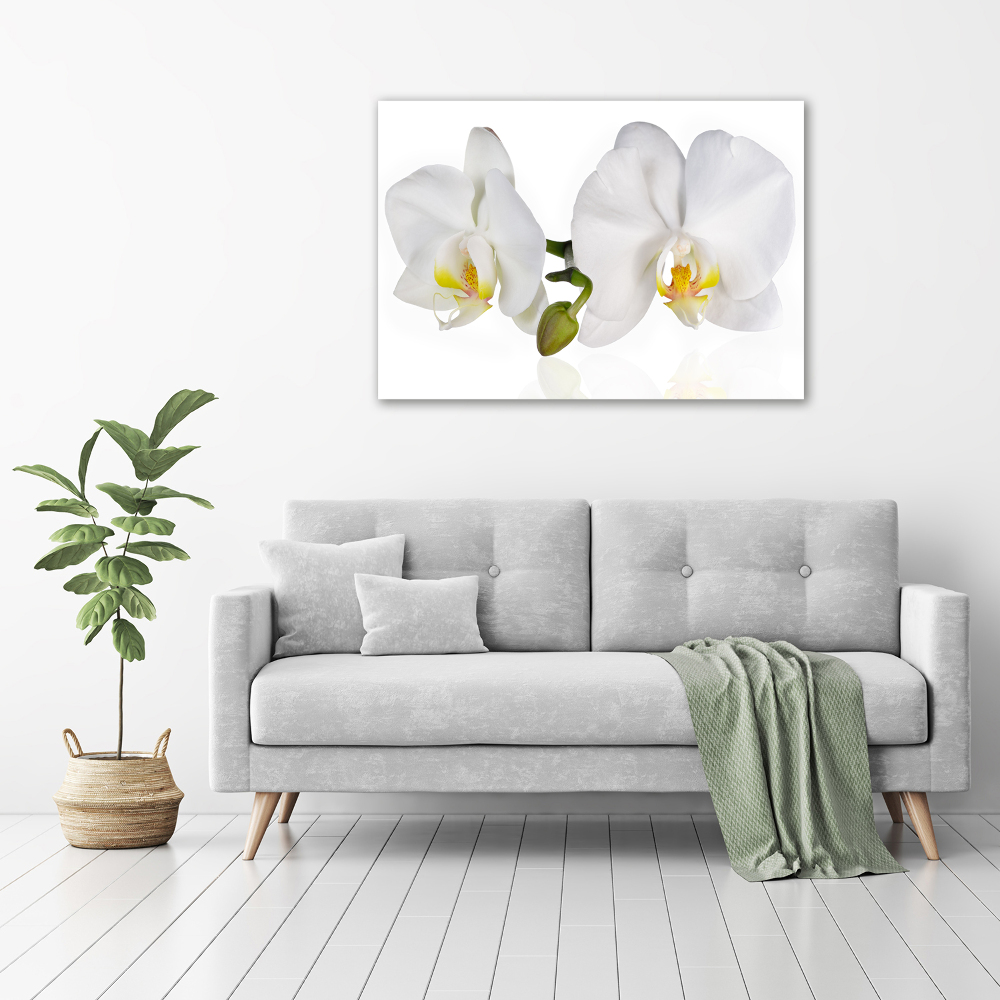 Obraz zdjęcie na ścianę akryl Orchidea