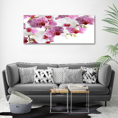Obraz zdjęcie na ścianę akryl Orchidea