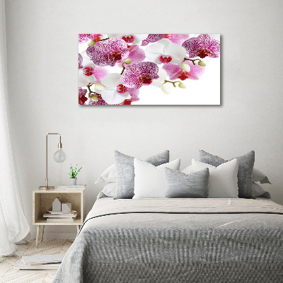 Obraz zdjęcie na ścianę akryl Orchidea