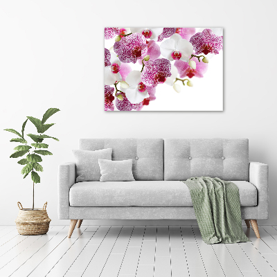 Obraz zdjęcie na ścianę akryl Orchidea