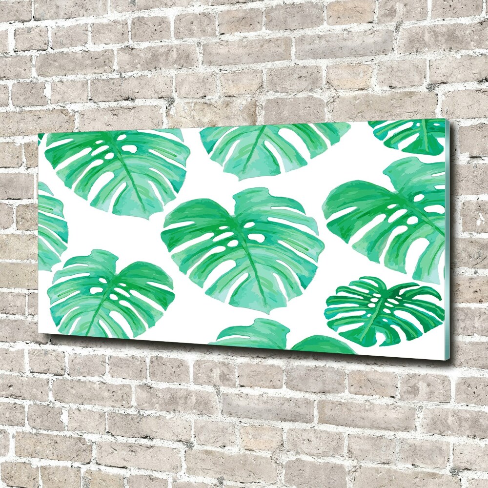 Obraz zdjęcie na ścianę akryl Monstera
