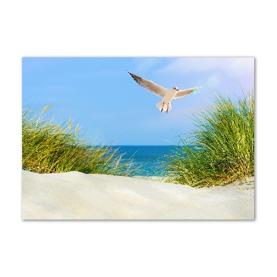 Foto obraz szkło akryl Mewa na plaży