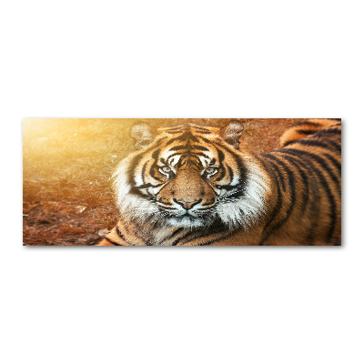 Foto obraz szkło akryl Tygrys bengalski