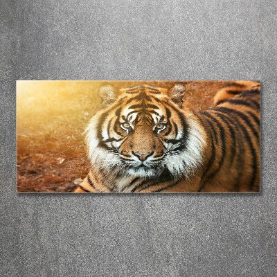 Foto obraz szkło akryl Tygrys bengalski
