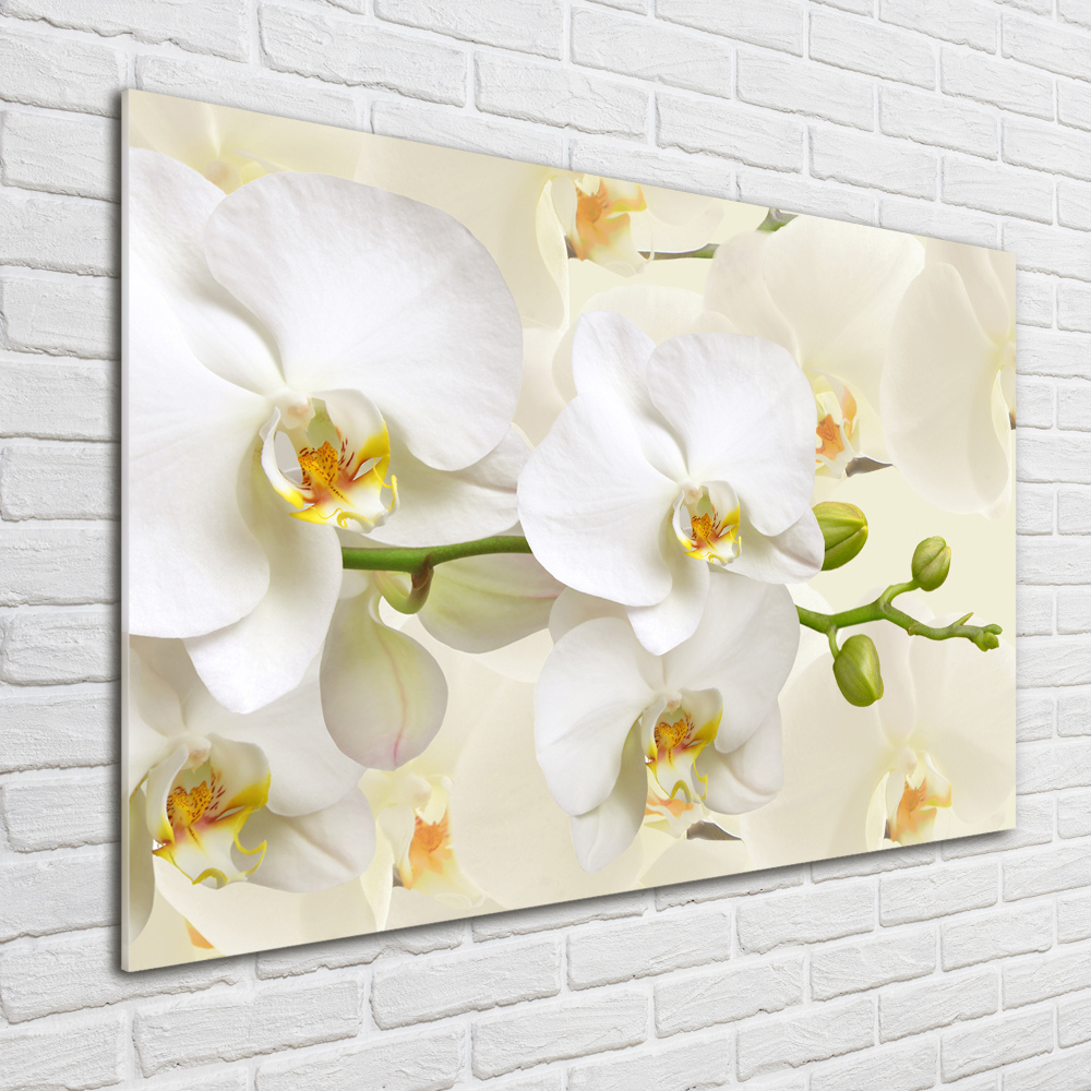 Obraz zdjęcie na ścianę akryl Orchidea