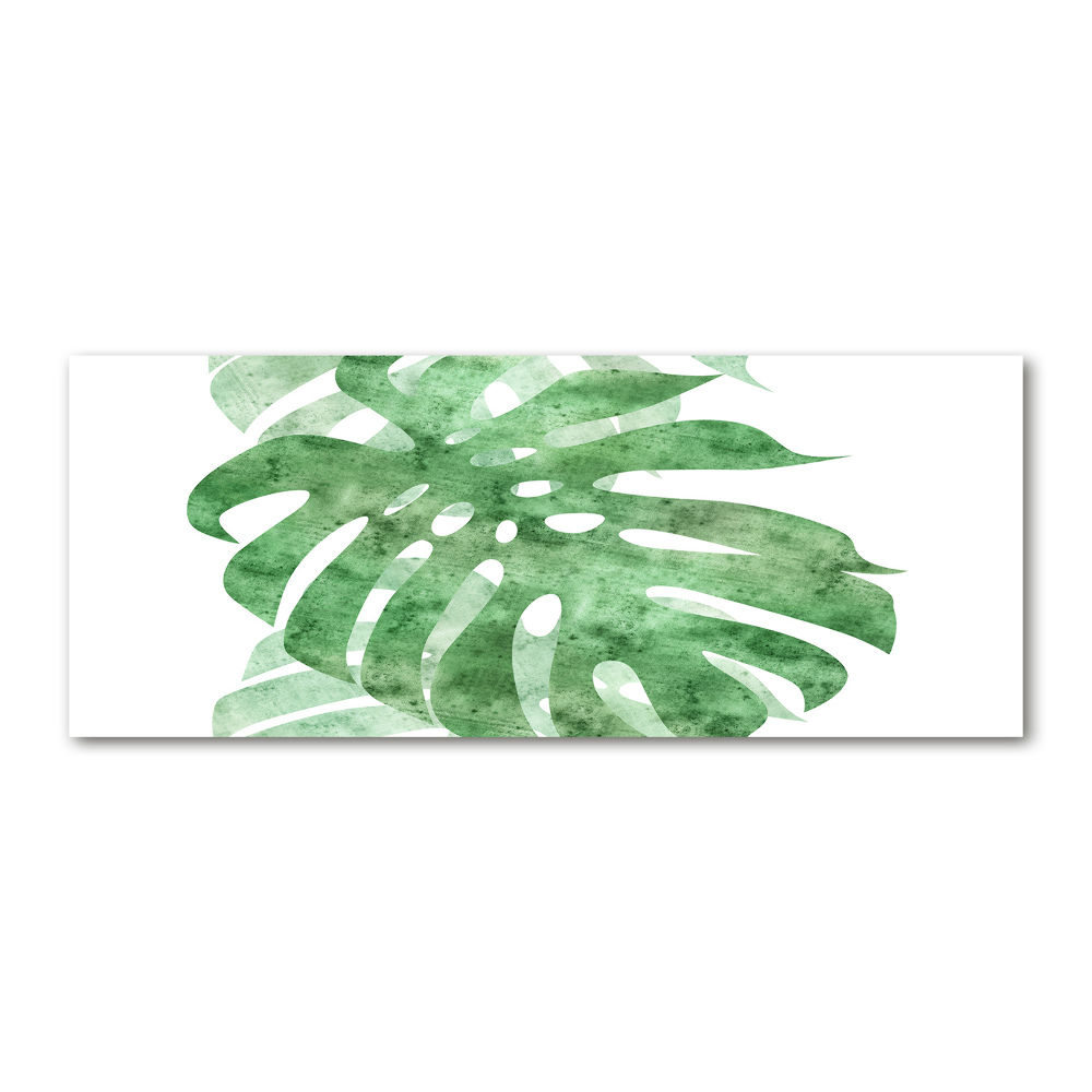 Obraz zdjęcie na ścianę akryl Monstera