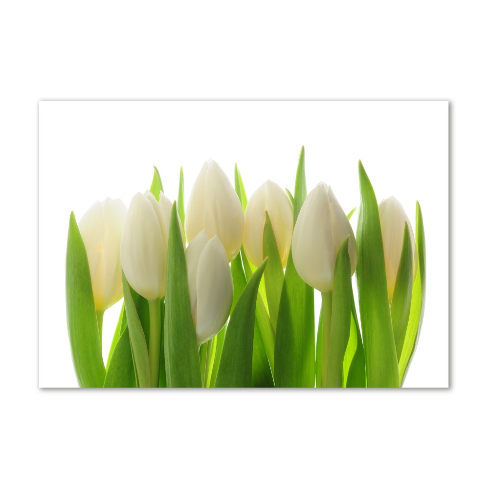 Obraz zdjęcie na ścianę akryl Tulipany
