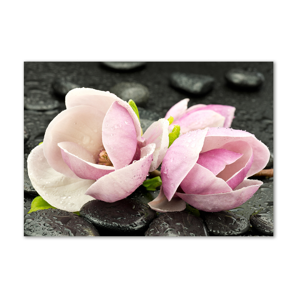 Obraz zdjęcie akryl Magnolia kamień zen