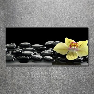 Obraz zdjęcie na ścianę akryl Orchidea