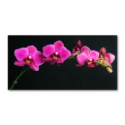 Obraz zdjęcie na ścianę akryl Orchidea