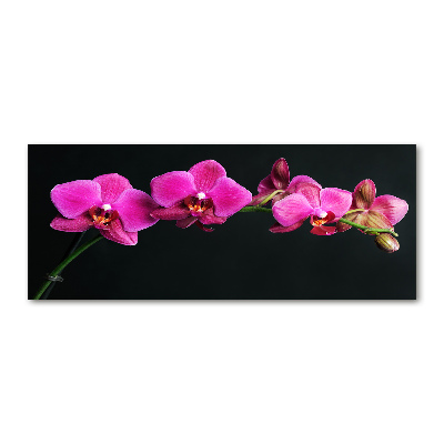 Obraz zdjęcie na ścianę akryl Orchidea