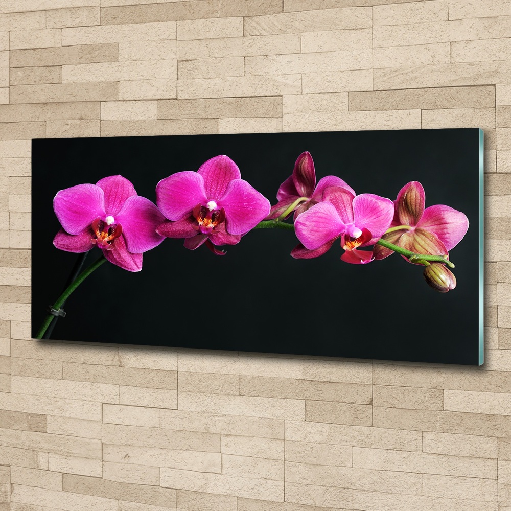 Obraz zdjęcie na ścianę akryl Orchidea