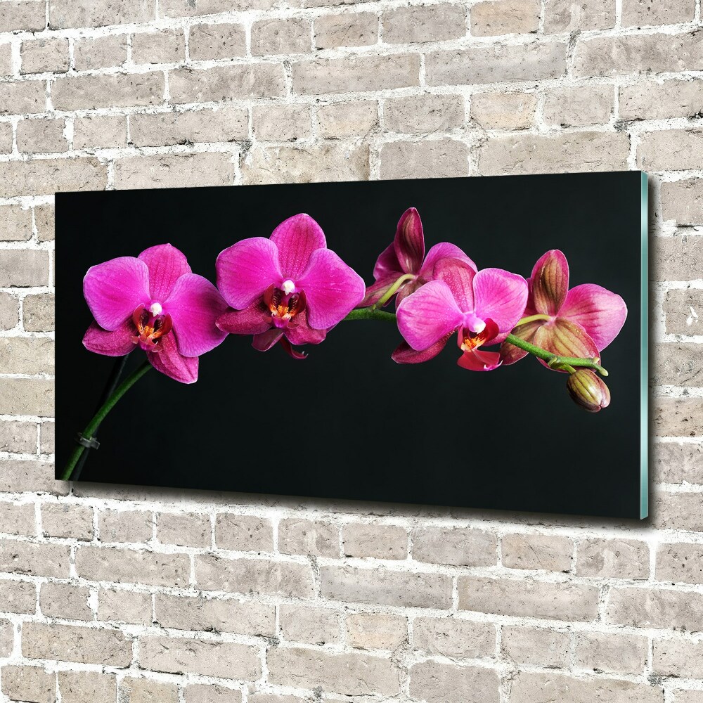 Obraz zdjęcie na ścianę akryl Orchidea