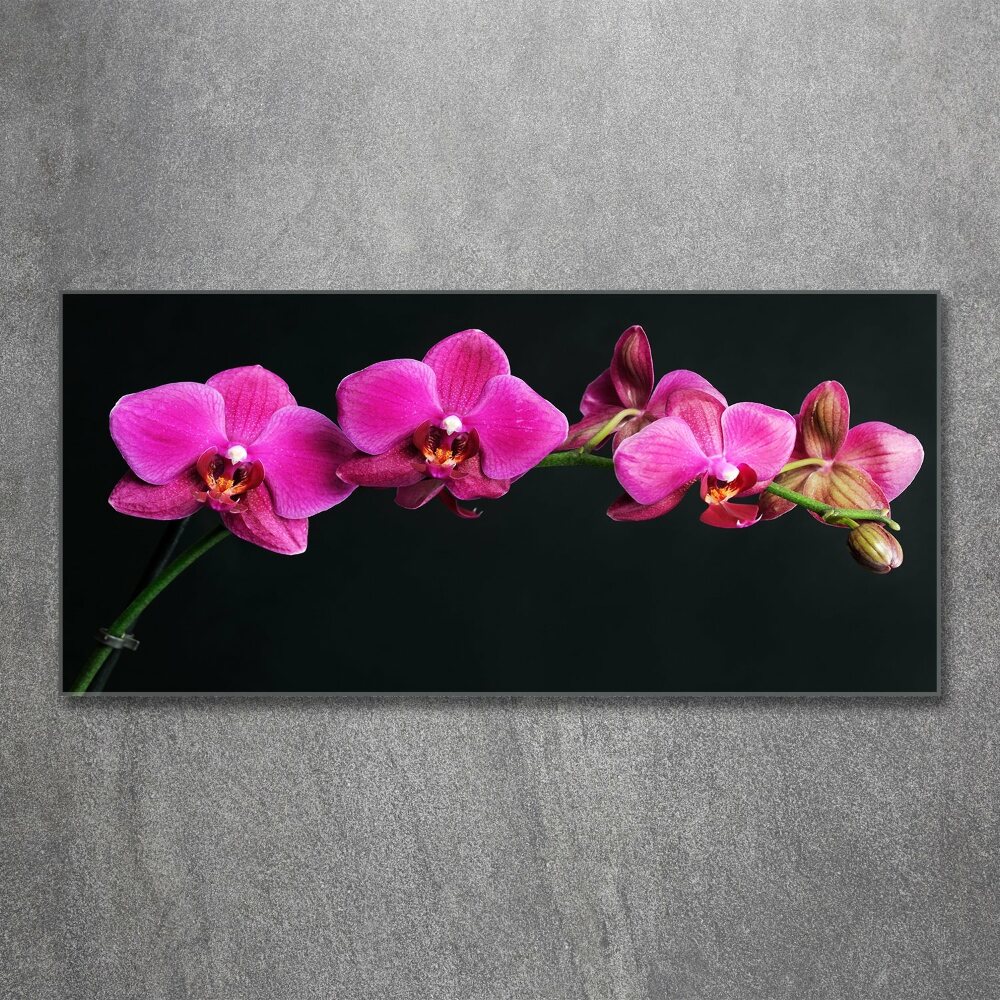 Obraz zdjęcie na ścianę akryl Orchidea