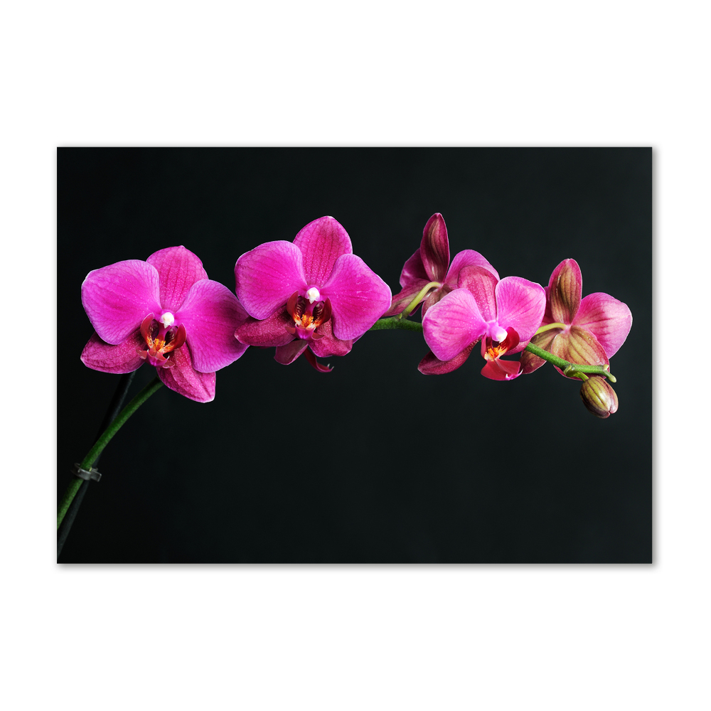 Obraz zdjęcie na ścianę akryl Orchidea