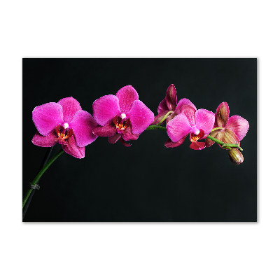 Obraz zdjęcie na ścianę akryl Orchidea