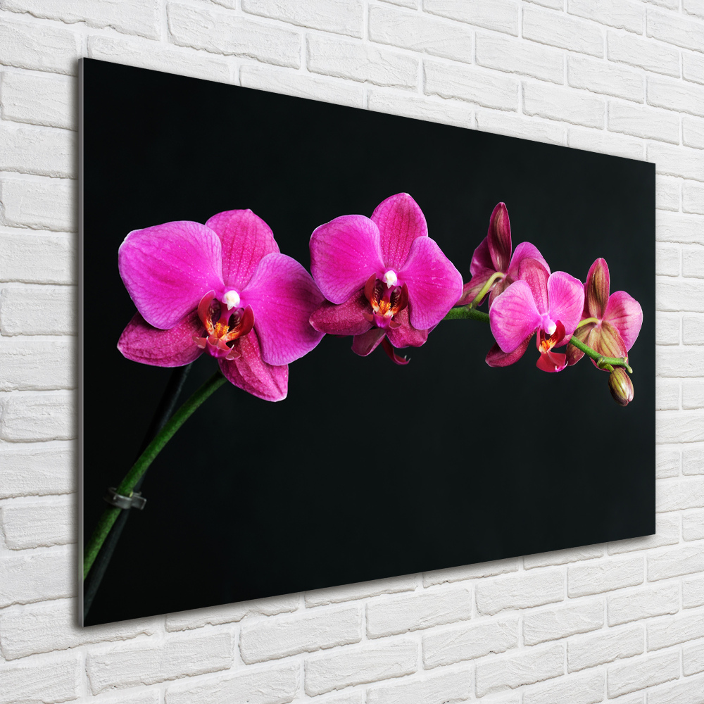 Obraz zdjęcie na ścianę akryl Orchidea
