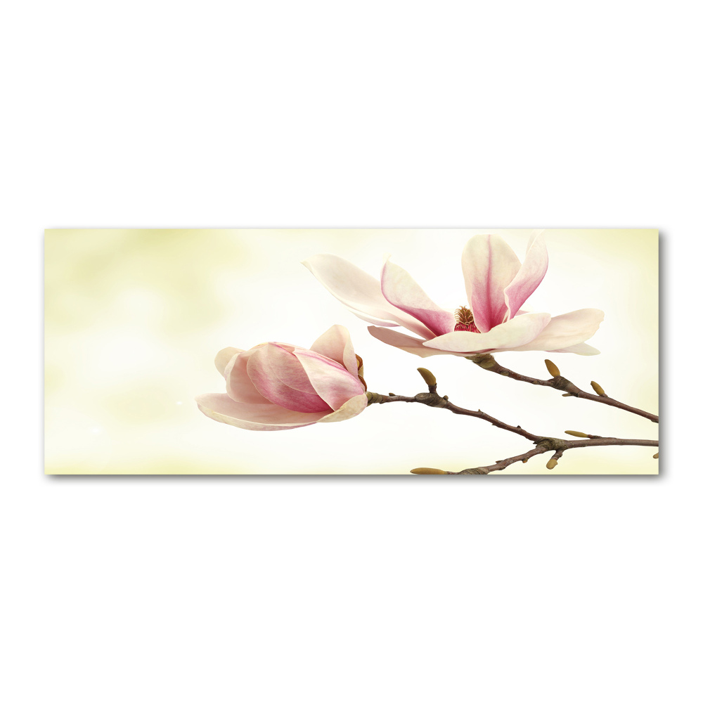 Obraz zdjęcie na ścianę akryl Magnolia