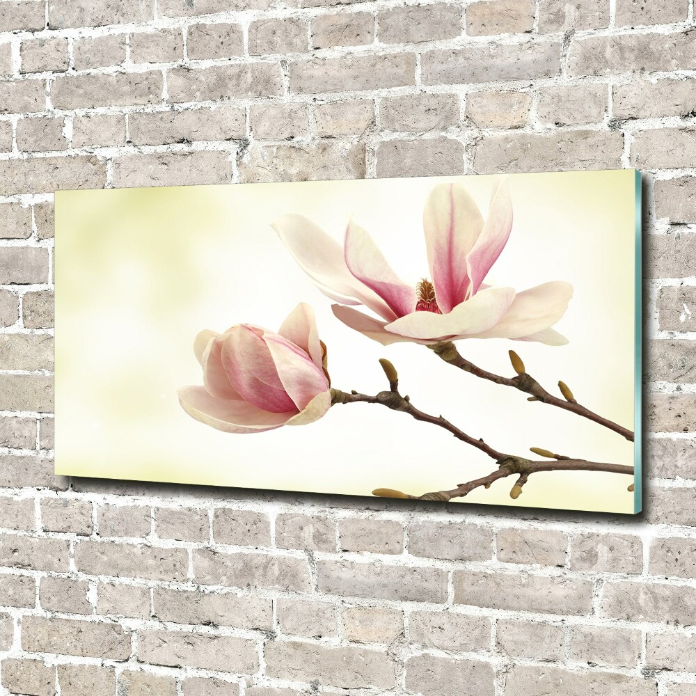 Obraz zdjęcie na ścianę akryl Magnolia