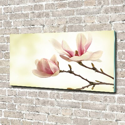 Obraz zdjęcie na ścianę akryl Magnolia