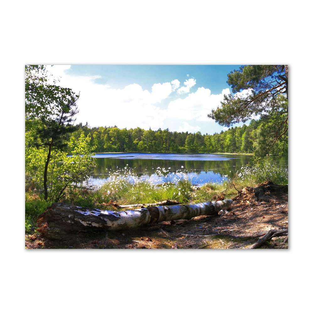 Foto obraz szkło akryl Leśna panorama