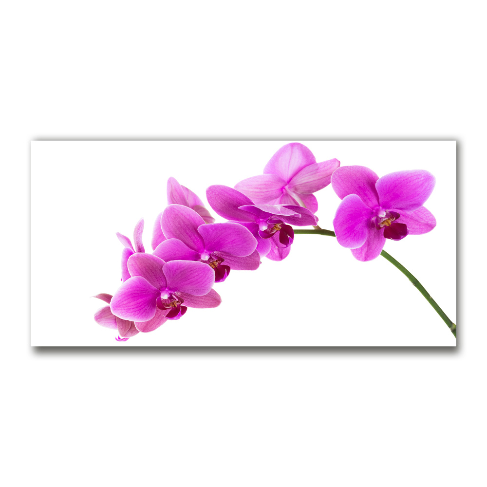 Obraz zdjęcie szkło akryl Różowa orchidea
