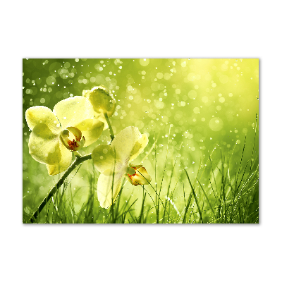 Obraz zdjęcie na ścianę akryl Orchidea