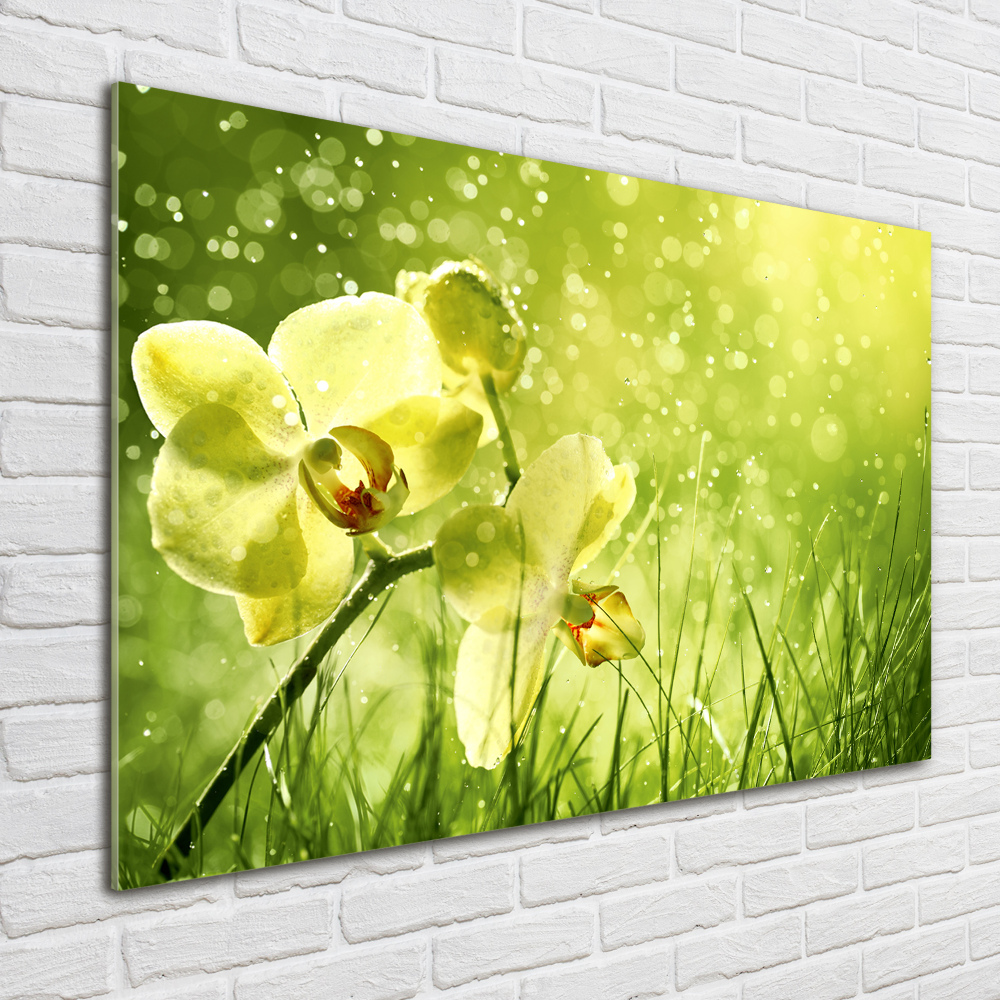 Obraz zdjęcie na ścianę akryl Orchidea