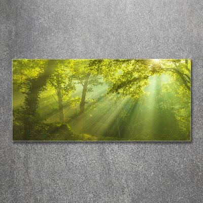 Foto obraz szkło akryl Las w słońcu