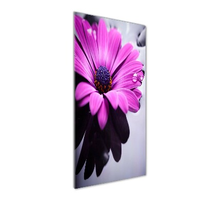 Obraz zdjęcie szkło akryl pionowy Różowa gerbera