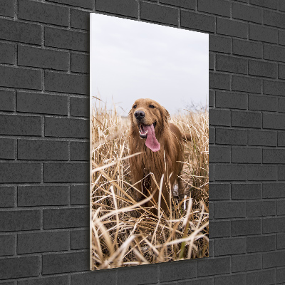Foto obraz szkło akryl pionowy Golden retriever