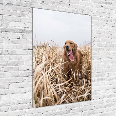 Foto obraz szkło akryl pionowy Golden retriever