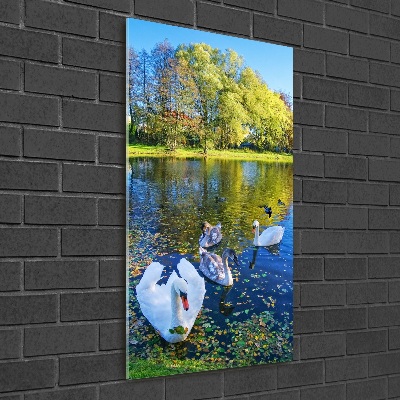 Foto obraz na ścianę akryl pionowy Łabędzie na stawie