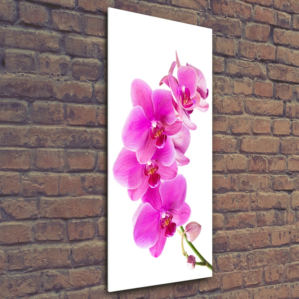 Obraz zdjęcie szkło akryl pionowy Różowa orchidea