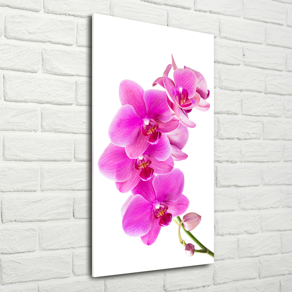 Obraz zdjęcie szkło akryl pionowy Różowa orchidea