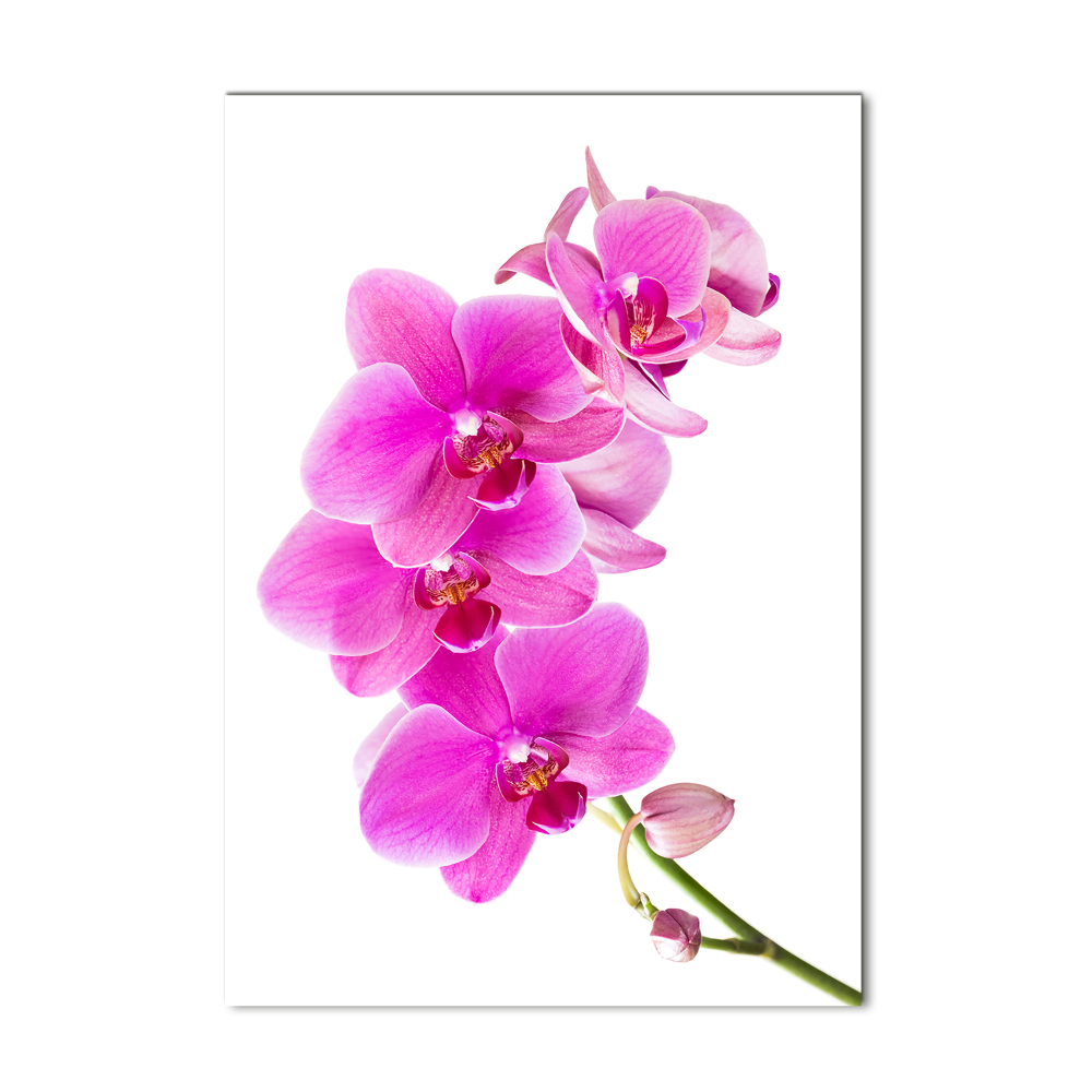 Obraz zdjęcie szkło akryl pionowy Różowa orchidea