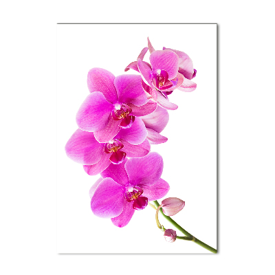 Obraz zdjęcie szkło akryl pionowy Różowa orchidea