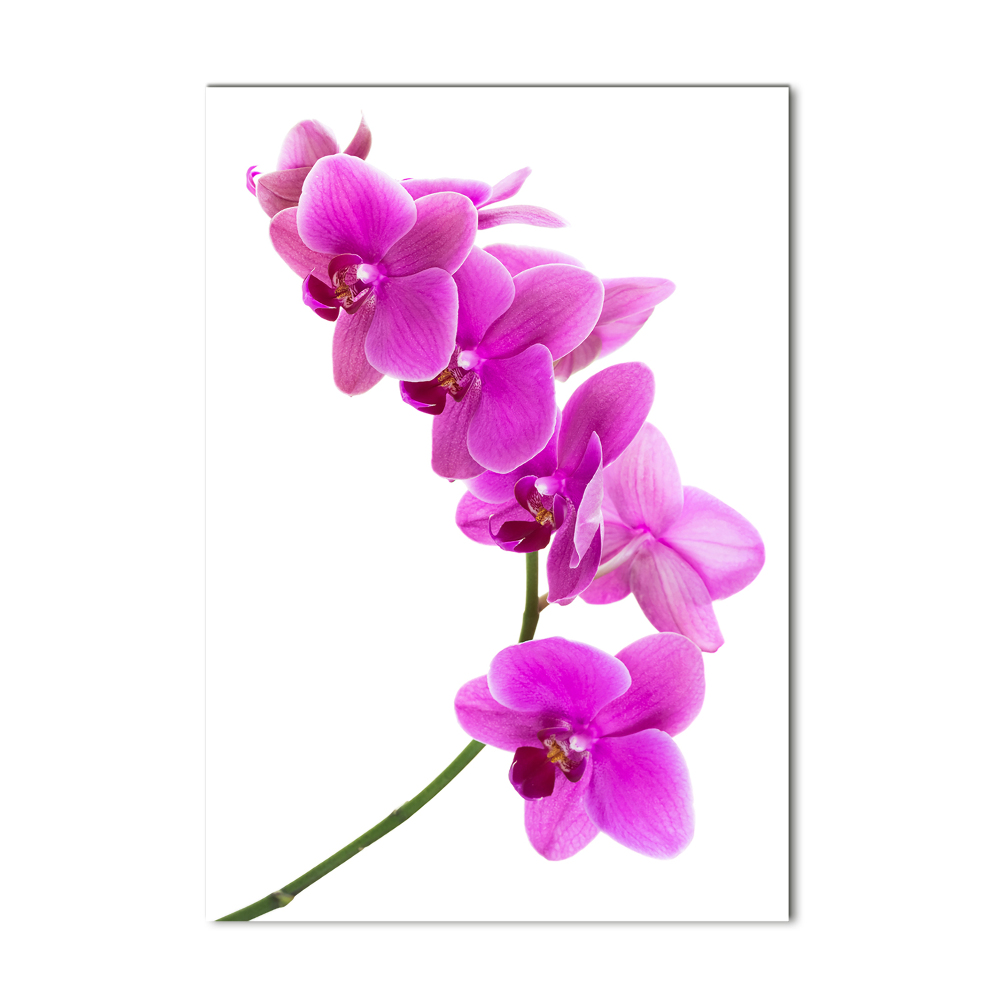 Obraz zdjęcie szkło akryl pionowy Różowa orchidea