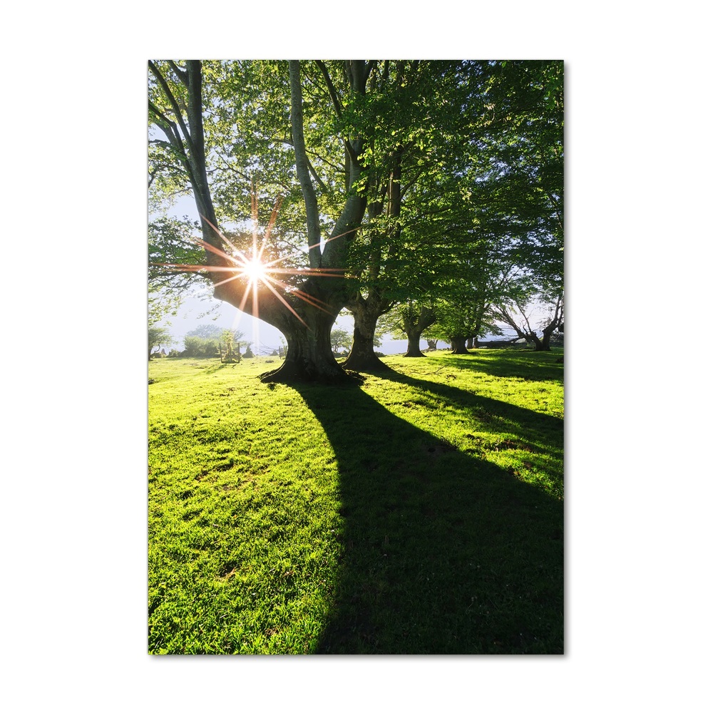 Foto obraz akryl pionowy Park