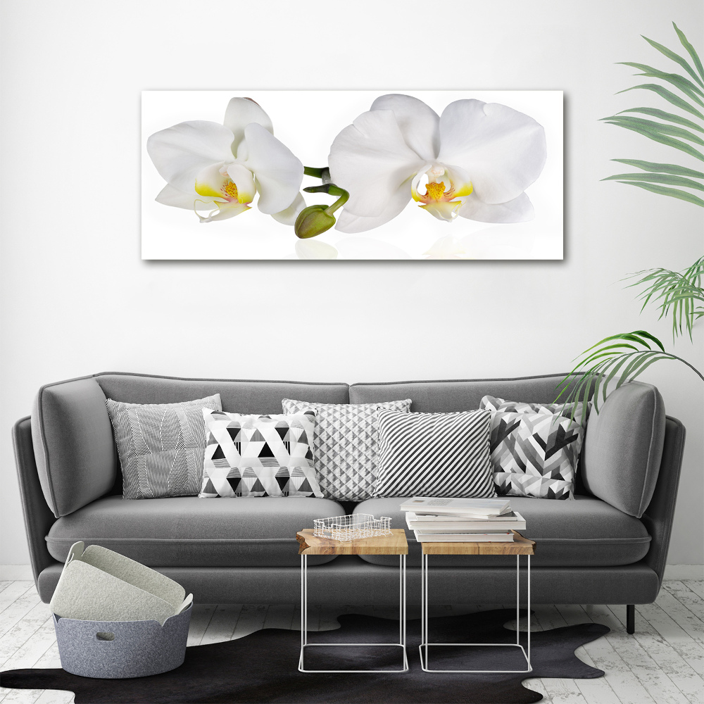 Foto obraz canvas Orchidea
