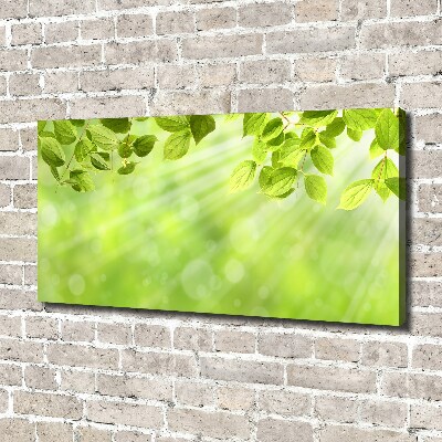 Duży foto obraz na ścianę canvas Liście