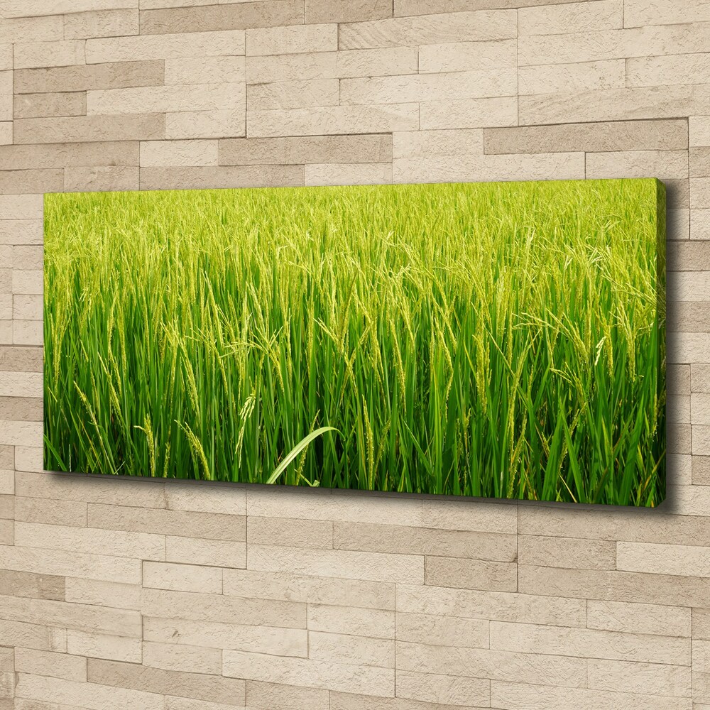 Foto obraz canvas Pole ryżowe