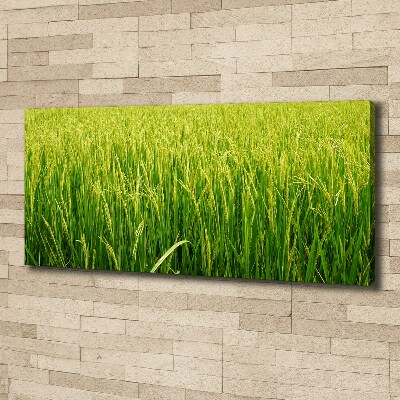 Foto obraz canvas Pole ryżowe