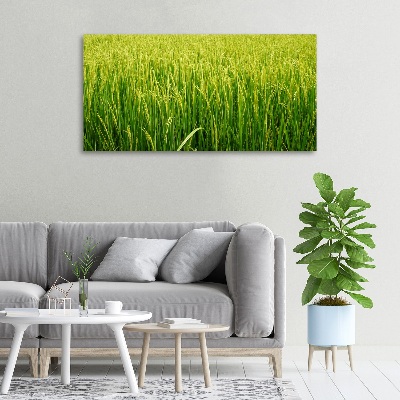 Foto obraz canvas Pole ryżowe