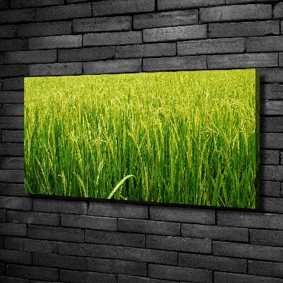 Foto obraz canvas Pole ryżowe