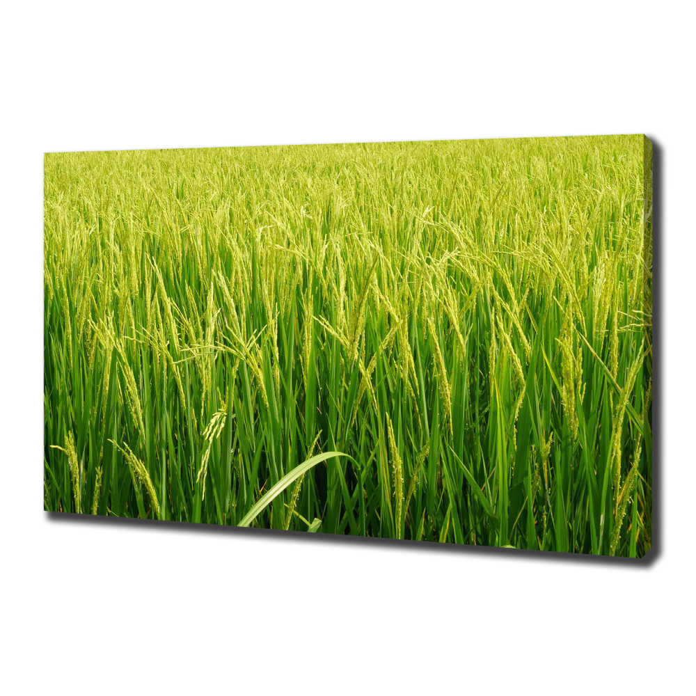 Foto obraz canvas Pole ryżowe