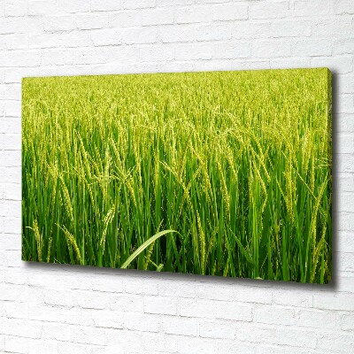 Foto obraz canvas Pole ryżowe