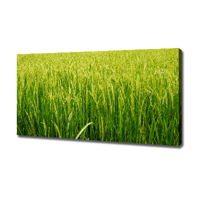 Foto obraz canvas Pole ryżowe